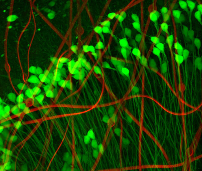 模仿真实神经元的神经探针可能彻底改变脑机接口